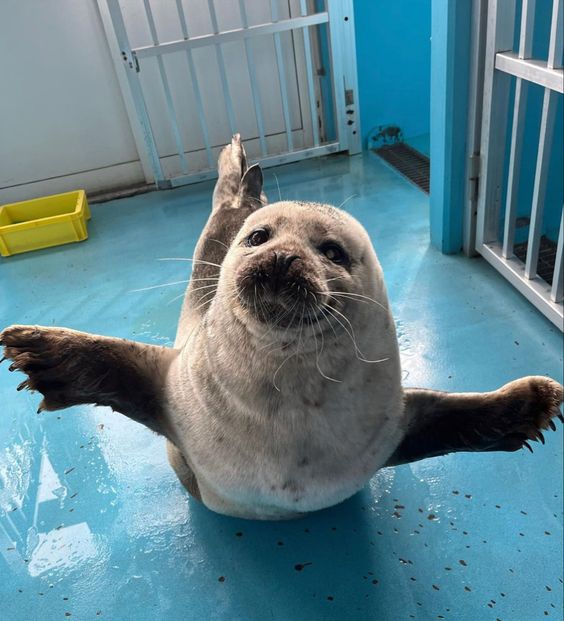 happyseal